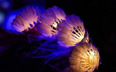 Repræsentantskabsmøde i Brøndby